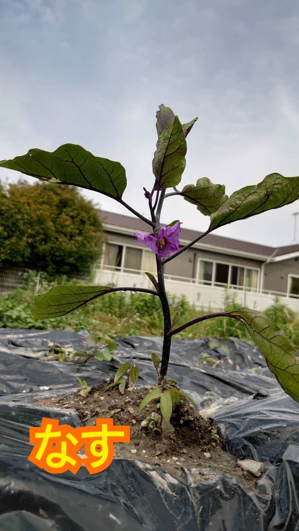 野菜や花の赤ちゃん 先生とみんなのblog 桃の花保育園 名古屋市守山区川村町 のホームページ 滝の坊学園 三好桃山幼稚園 愛知県みよし市