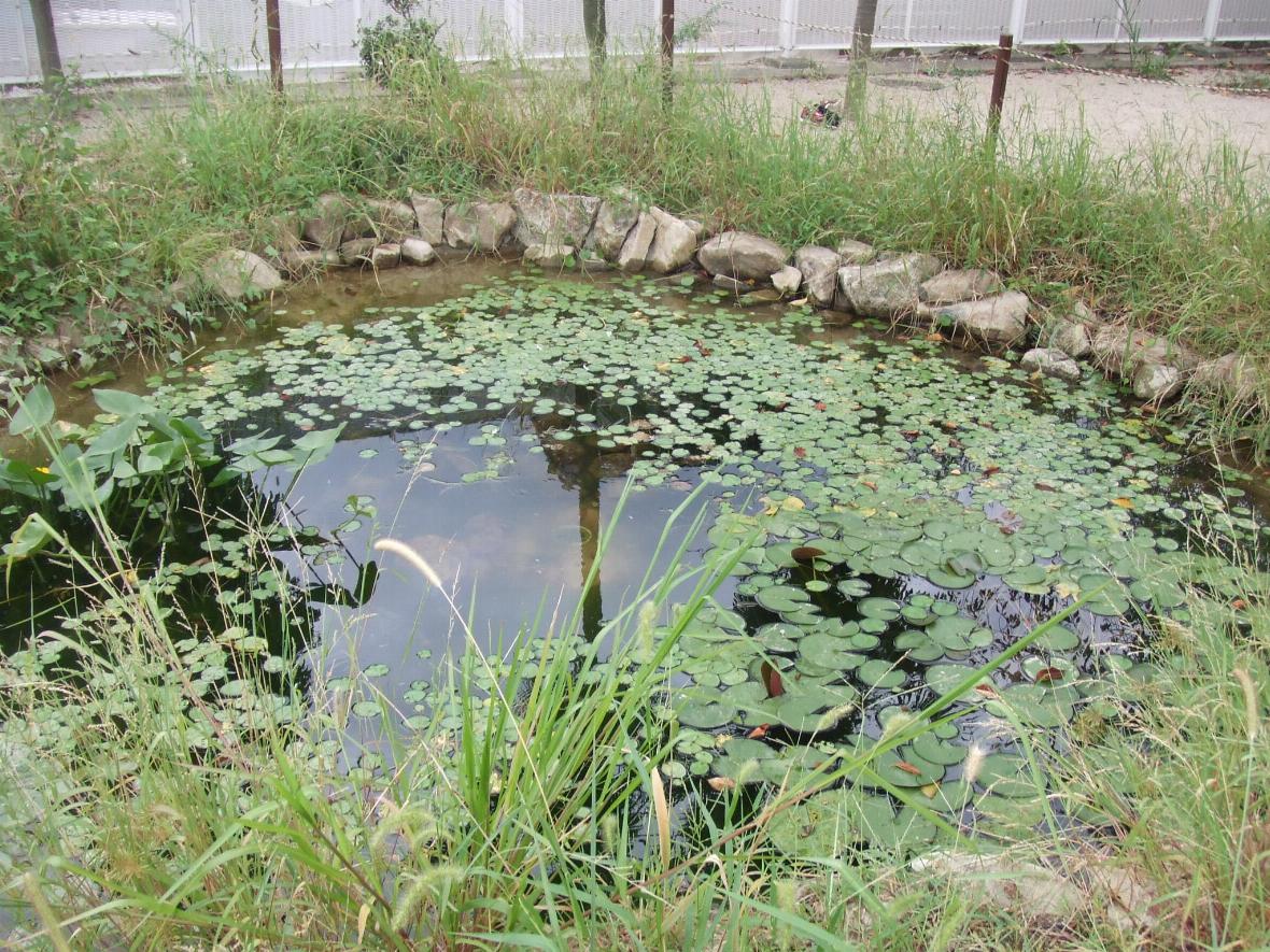 石で囲まれ、水面にはたくさんの水草（睡蓮）が浮かぶ、自然に近い形のビオトープの池